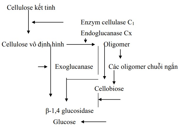 Cơ chế chuyển hóa cellulose