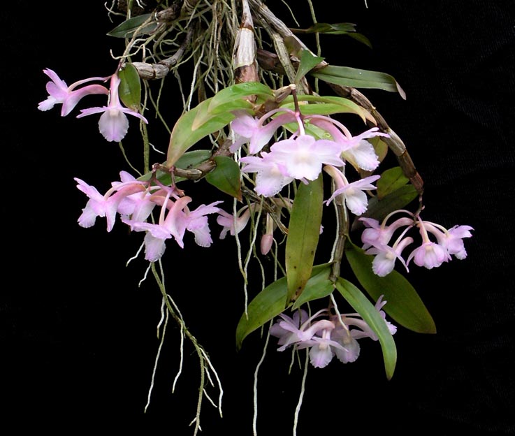 Dendrobium cumulatum