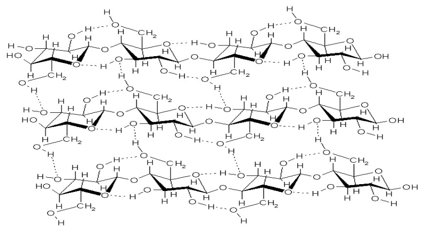 Cấu trúc cellulose và mạng lưới liên kết hydrogen