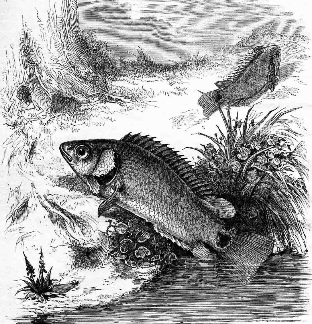 Hình ảnh cá rô đồng