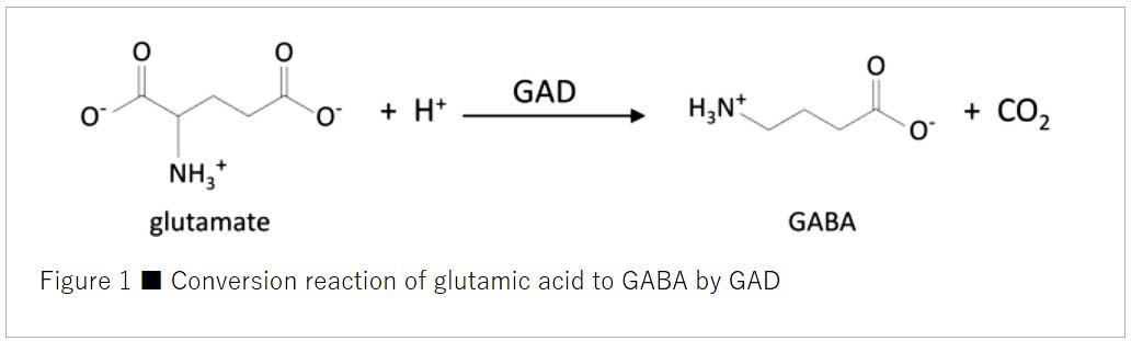 Phản ứng chuyển đổi axit glutamic thành GABA bằng GAD