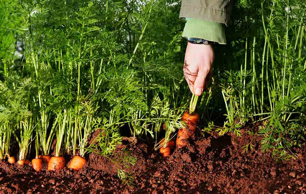 cách trồng củ cà rốt