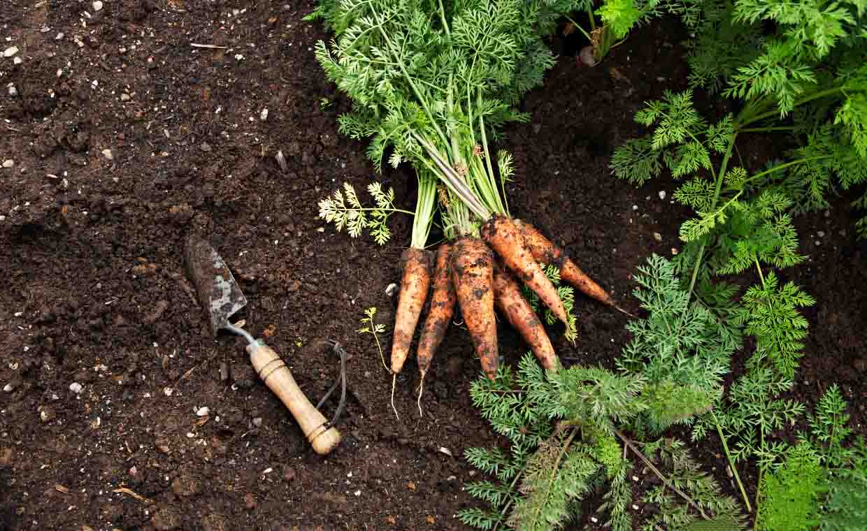 cách trồng củ cà rốt