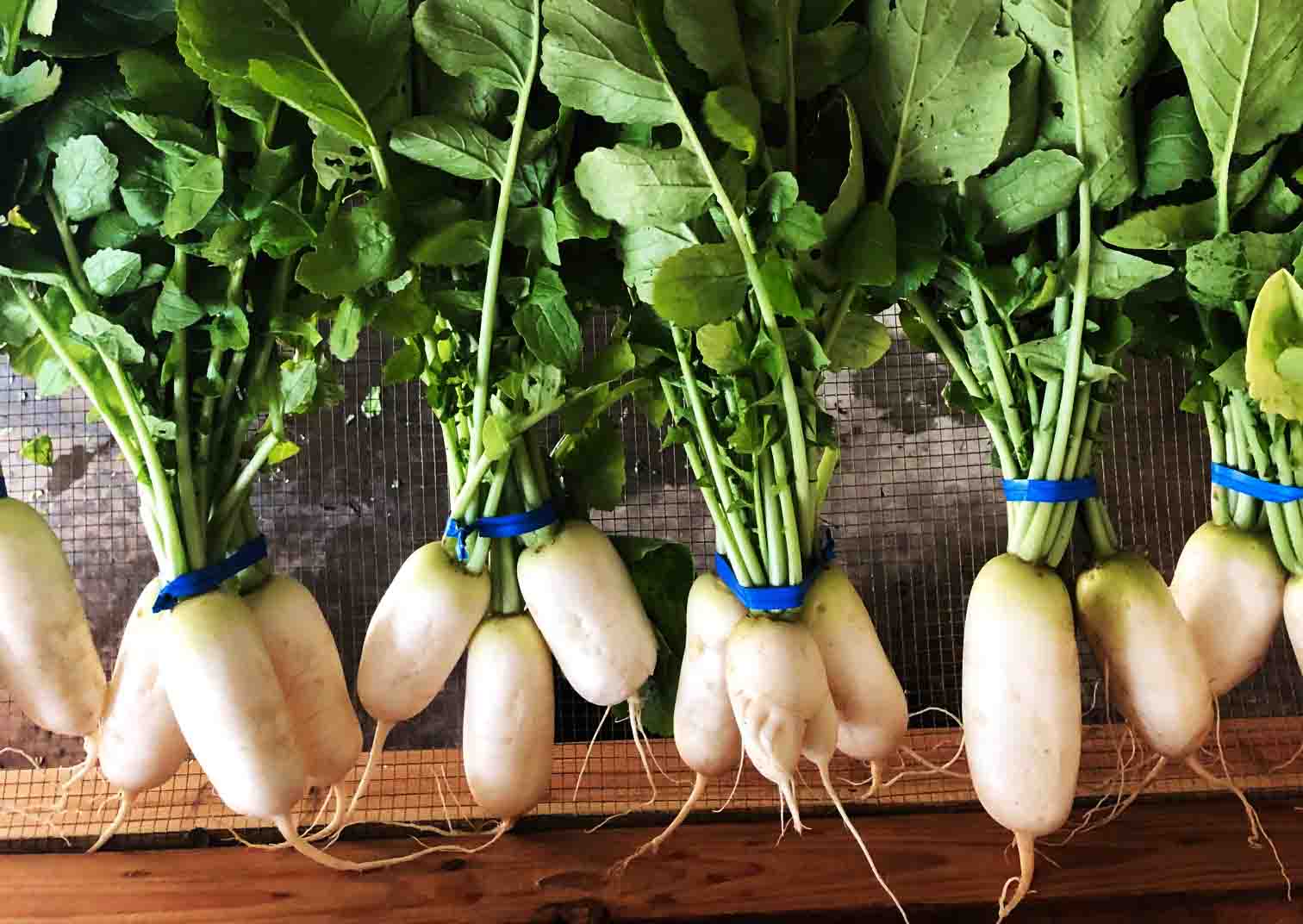 cách trồng củ cải trắng