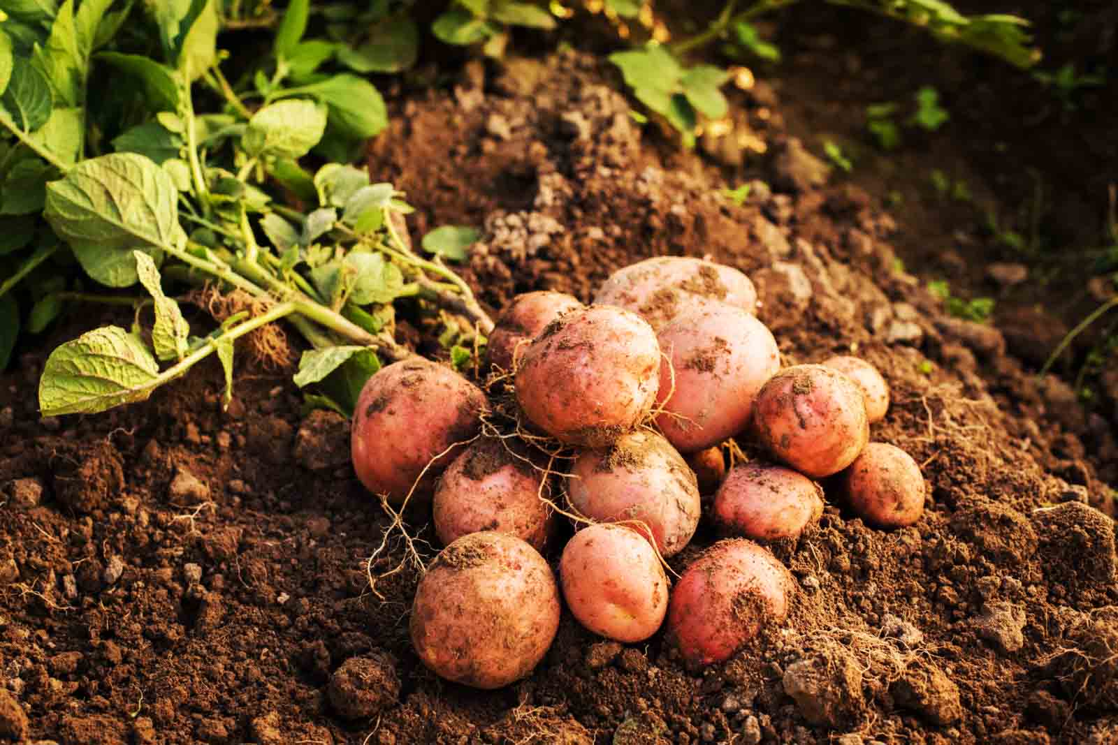 cách trồng khoai tây