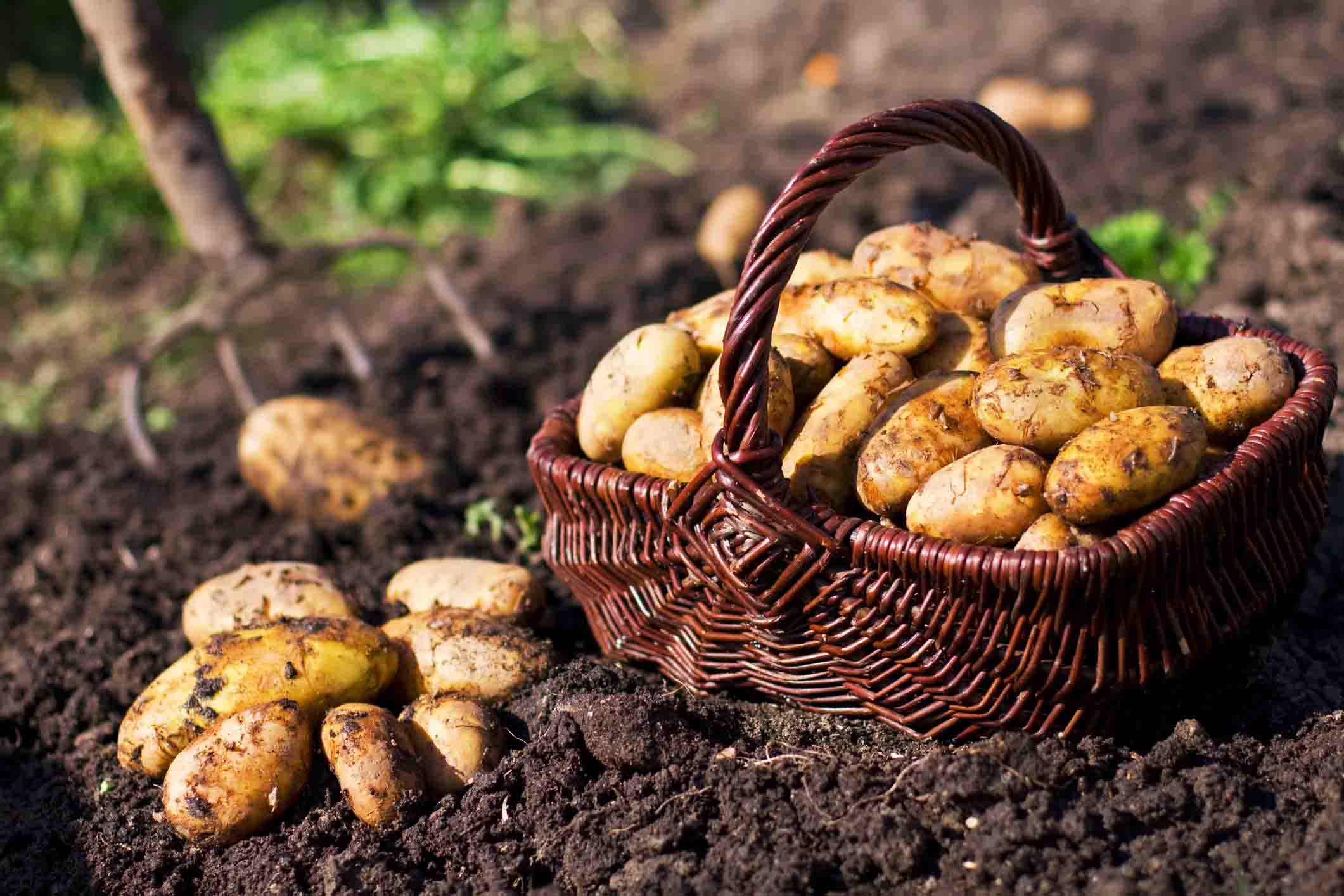 cách trồng khoai tây