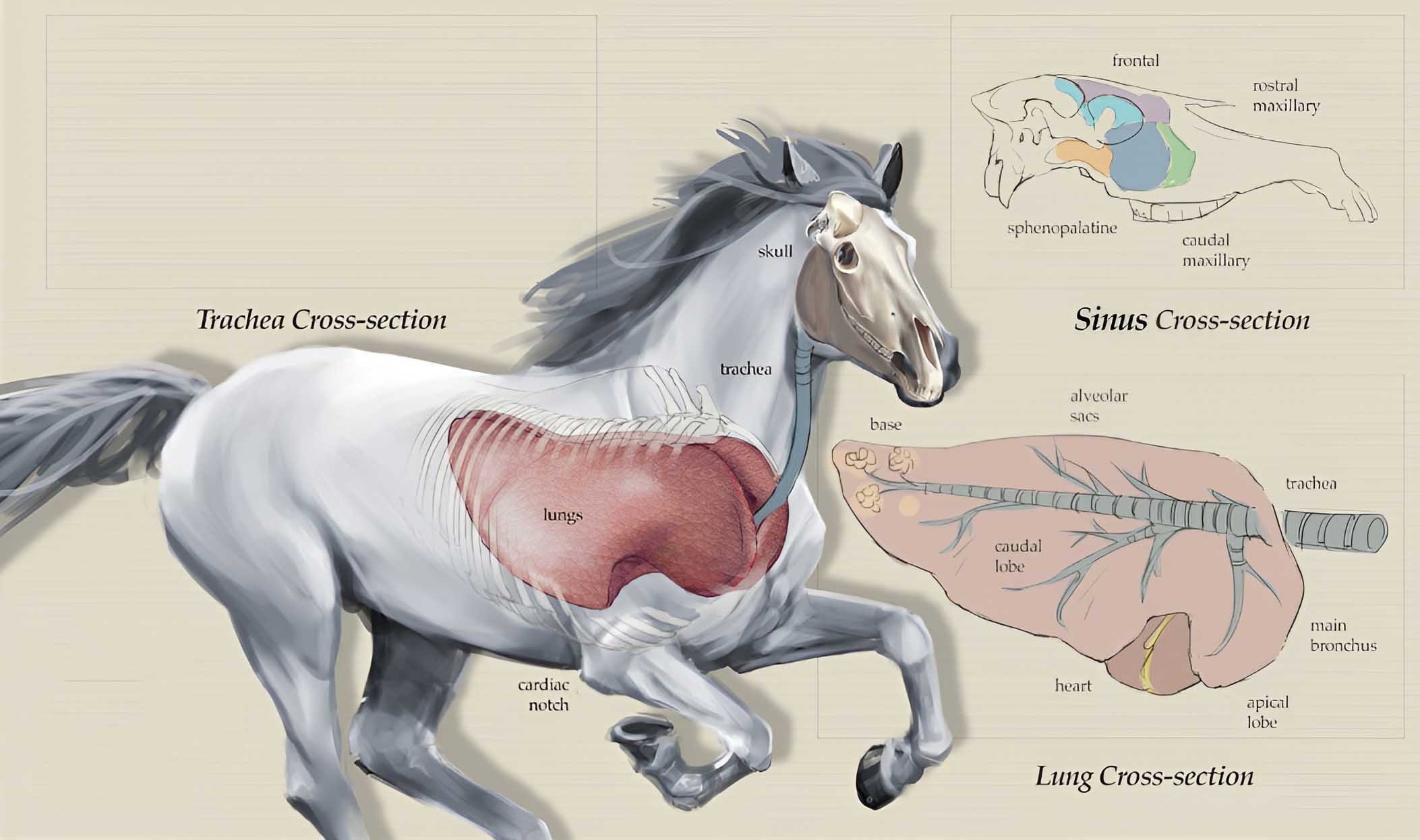 bệnh viêm phổi ở ngựa